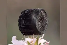 世界上最轻的固体材料！石墨烯气凝胶图片