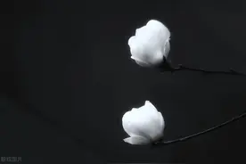 白羊座、天秤座：一生一代一双人，争教两处销魂图片