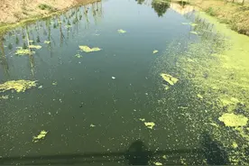 臭水沟内的“活黄金”，捞红虫日赚几千元，为什么不能捕捞？图片