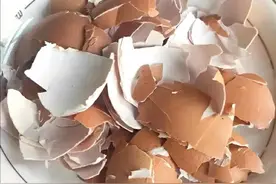 一起制作鸡蛋壳肥，简单实用，催花促果图片