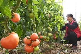 西红柿整枝打叉需注意，四个错误要纠正，要不有花也坐不住果图片