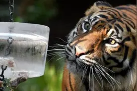 被老虎“舔一下”会怎样？饲养员拿冰块做实验，才明白老虎的恐怖图片