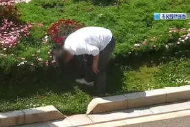 大哥，昆明的绿化带是美，但也不能直接拔呀图片