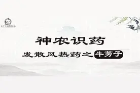 《神农识药》发散风热药之牛蒡子图片