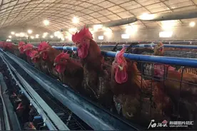 新疆奇台县：“智慧”养鸡场 有啥不一样？图片