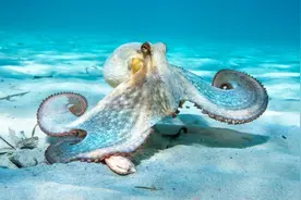 拥有9个大脑能编辑基因？章鱼智商高到离谱，为何没发展出文明？图片