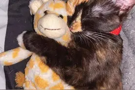 猫咪睡在这些地方，证明没把你当“主人”，你家猫有吗？图片