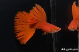 新鱼到家，过温过水你真的学会了吗？小心团灭图片