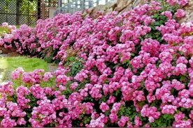 山东一户人家，因“院子围墙开满花”走红，太漂亮了图片