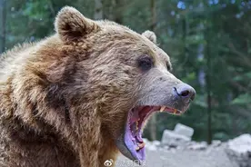 棕熊吃人案回眸：它何敢闯帐篷叼妇女杀而食之？原因发人深思图片