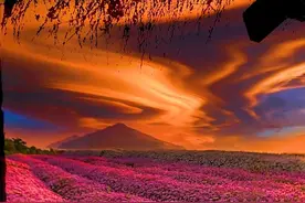 花开的时候你就来看我图片