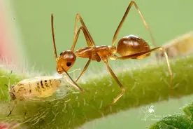 印度农村惊现疯狂的蚂蚁，当地人：什么都吃，还攻击人图片