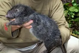 “褐家鼠”一种身怀“绝技”的老鼠图片