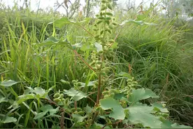 人称“鼻炎草”，墙边墙角有不少，懂货的人自然会挖走，十分珍贵图片