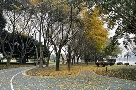 福州！在春天里感受秋风扫落叶的快乐图片