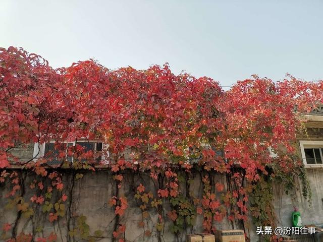汾阳往事｜殷维明：美丽的禹门河