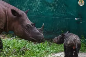 仅存30头的苏门答腊犀，最近迎来了新生儿图片