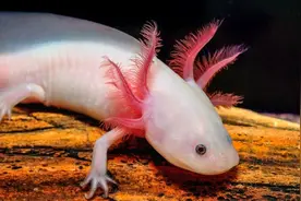 这种超治愈的宠物可能拥有人类再生的秘密？图片