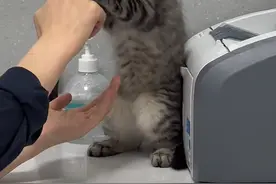 带猫去打针，猫竟然在医院和医生打起来了，医患关系这么紧张的吗图片