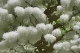 唯美流苏（图片选自网络）图片