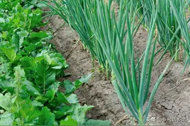 大葱、韭菜、大蒜怕什么肥料？这几种别随便用，不然干尖又黄叶图片