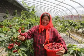 湿度超95%大棚樱桃全裂口，1大叔用1除湿“神器”，少投入高回报图片