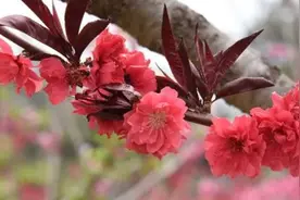 专家也会搞混的棠棣vs棣棠，棠棣之花有何寓意？图片