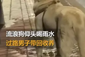 流浪狗仰头喝雨水过路男子带回养 网友：天使遇到天使图片