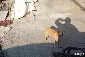 江苏泰州：注意！又一犬主被处罚！图片