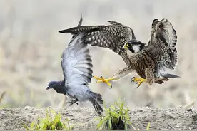 空中霸主真是游隼？个头不大战力极强，游隼为何敢频繁攻击老鹰？图片