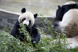 “丫丫”在美国和在家里状态相比，出现明显差距，美方不害臊吗？图片