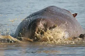 河马拉出的便便有多恐怖？每年有无数条鱼儿，活活被憋死图片