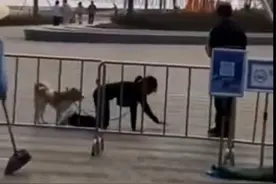 深圳一女子和狗同拴一根绳跪地爬行？警方已介入调查图片