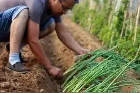 俗语：饿不死的兵，旱不死的葱，葱为啥不怕旱，真的旱不死吗？图片