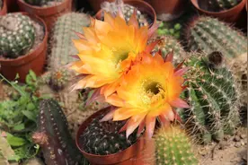 养仙人球要记住“两不买不换”，让你的仙人球加速生长，开花更多图片