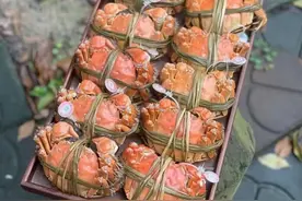 “蟹小贡”的阳澄湖大闸蟹是怎样养成的？图片