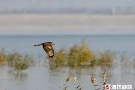 看！鹊鹰大战苍穹，谁赢了？图片