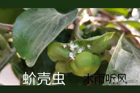 什么方法能彻底杀灭蚧壳虫？掌握防治技巧，蚧壳虫形成不了危害图片