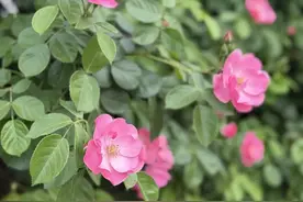 武汉六大免费蔷薇花墙打卡地图来啦！图片