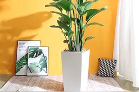 那些造型奇特的家居造景网红植物图片