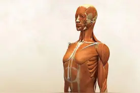 瑜伽解剖体式-坐立山式图片