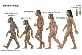 人类仍然在进化！155个微基因被发现，或是全新产物图片