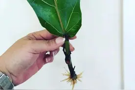 用一片叶子能繁殖琴叶榕？这些植物可以水培生根，快速养成小盆栽图片