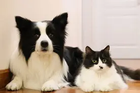 为什么智商第一的边牧犬，从“万人迷”变成了“万人恨”？图片