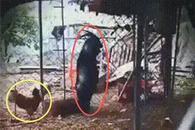 日本农场黑羊学人类行走，诱母鸡到屋内吃掉，羊真是魔鬼的化身？图片