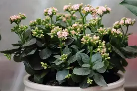 长寿花叶片发软不精神，原因有2个，无论哪个都不行，赶紧救治图片