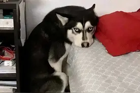 狗狗“害怕”的几件事情，特别是最后一件，不要做图片