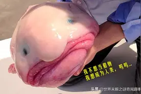 5种不该出现在人类面前的生物，一个比一个奇怪图片