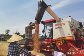 麦收迎来“两高”！农民卖粮，注意粮贩4个猫腻！已有多人被抓图片