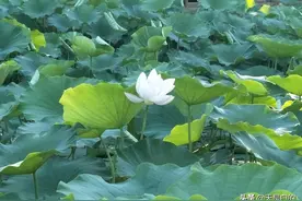 接天莲叶无穷碧，映日荷花别样红，你看懂这句话的深意了吗图片